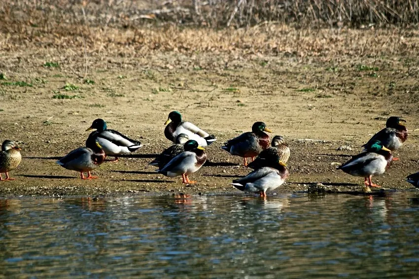 Охота на уток Охота на уток