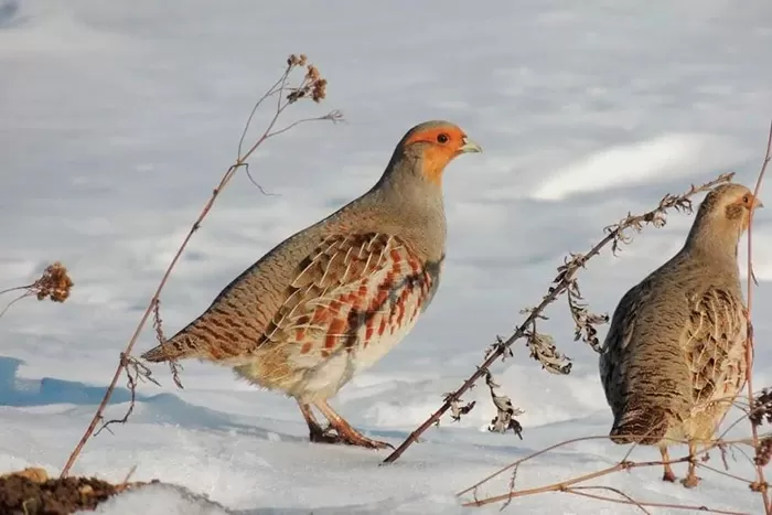 Охота на птиц зимой Зима охота на птиц