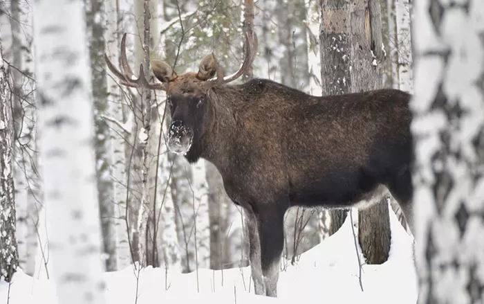 Охота на лося Лось зимой